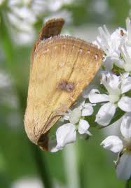 Attēlu rezultāti vaicājumam “Rivula sericealis”