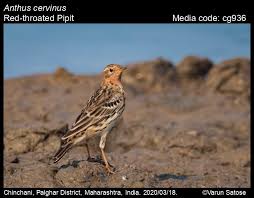 Image result for Anthus cervinus