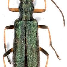 Attēlu rezultāti vaicājumam “Chrysanthia geniculata”