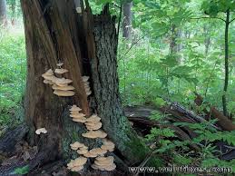 Attēlu rezultāti vaicājumam “Climacocystis borealis”