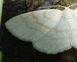 Attēlu rezultāti vaicājumam “Cabera exanthemata female”