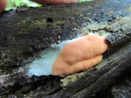 Attēlu rezultāti vaicājumam “Dictydiaethalium plumbeum”