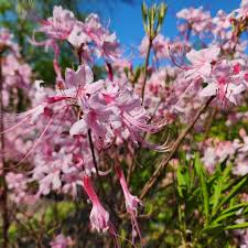 Attēlu rezultāti vaicājumam “Rhododendron periclymenoides flower”