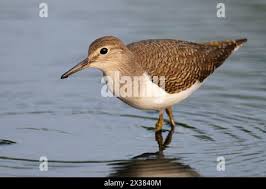 Attēlu rezultāti vaicājumam “Actitis hypoleucos adult”