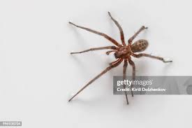 Attēlu rezultāti vaicājumam “Tegenaria sp.”