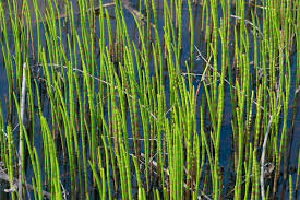 Attēlu rezultāti vaicājumam “Equisetum fluviatile”