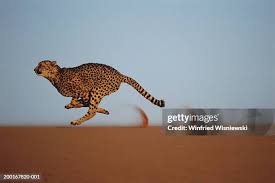 Afbeeldingsresultaat voor cheeta