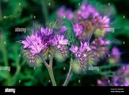 Attēlu rezultāti vaicājumam “Hydrophyllaceae”