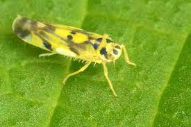 Attēlu rezultāti vaicājumam “Eupteryx vittata”