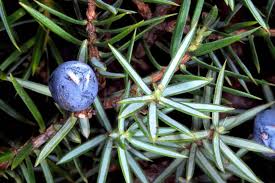 Attēlu rezultāti vaicājumam “Juniperus communis”