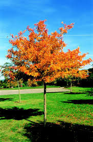 Attēlu rezultāti vaicājumam “Crataegus persimilis”