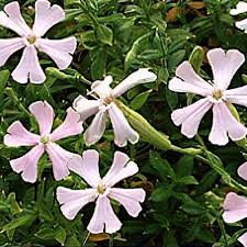 Image result for Silene schafta