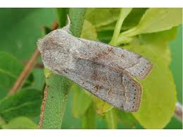 Attēlu rezultāti vaicājumam “Orthosia opima”