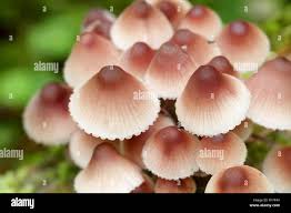 Attēlu rezultāti vaicājumam “Mycena haematopus”