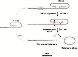 Image result for the end of the t-loop structure