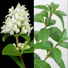 Attēlu rezultāti vaicājumam “Ligustrum vulgare”