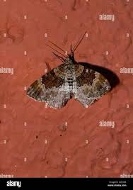 Attēlu rezultāti vaicājumam “Xanthorhoe spadicearia”