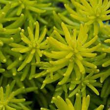 Attēlu rezultāti vaicājumam “Sedum rupestre”