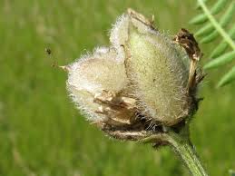 Attēlu rezultāti vaicājumam “Astragalus danicus flower”