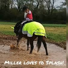Image result for Greenways Riding Stable Lower Eashing