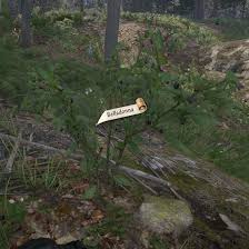 Image result for beladona