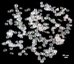 Attēlu rezultāti vaicājumam “Didymium verrucisporum spores”