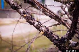 Attēlu rezultāti vaicājumam “Trichia botrytis var. cerifera macro”