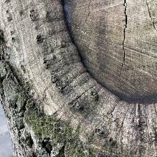 Attēlu rezultāti vaicājumam “Andricus quercuscorticis”