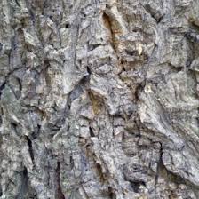 Attēlu rezultāti vaicājumam “Phellodendron amurense bud”