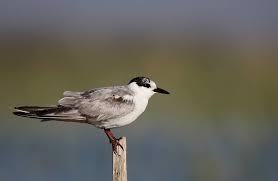 Attēlu rezultāti vaicājumam “Chlidonias hybrida adult”