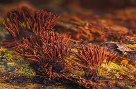 Attēlu rezultāti vaicājumam “Stemonitis axifera”