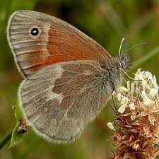 Attēlu rezultāti vaicājumam “Coenonympha pamphilus upperside”