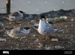 Attēlu rezultāti vaicājumam “Sterna sandvicensis adult”