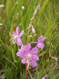 Attēlu rezultāti vaicājumam “Epilobium angustifolium flower”