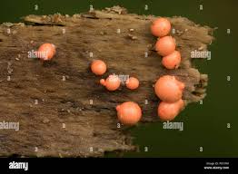 Attēlu rezultāti vaicājumam “Lycogala roseosporum”