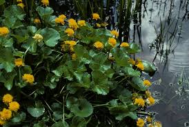 Attēlu rezultāti vaicājumam “Caltha palustris”