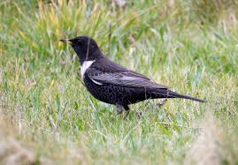 Image result for Turdus torquatus