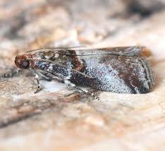 Attēlu rezultāti vaicājumam “Acrobasis advenella”