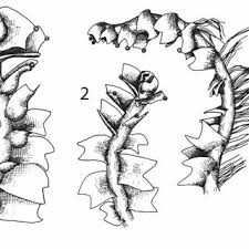 Attēlu rezultāti vaicājumam “Lophozia ascendens”