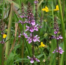 Attēlu rezultāti vaicājumam “Stachys palustris flower”