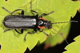 Attēlu rezultāti vaicājumam “Cantharis obscura”