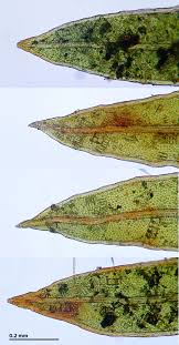 Attēlu rezultāti vaicājumam “Fissidens gracilifolius”