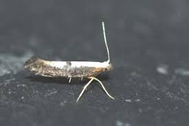 Attēlu rezultāti vaicājumam “Argyresthia spinosella”