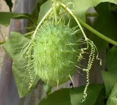 Attēlu rezultāti vaicājumam “Echinocystis lobata fruit”