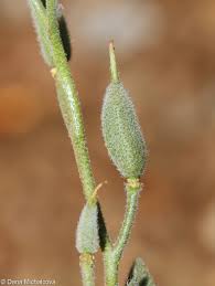 Attēlu rezultāti vaicājumam “Aubrieta deltoidea leaf”