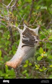Attēlu rezultāti vaicājumam “Eriogaster lanestris larva”