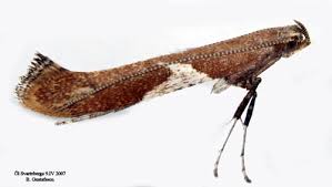 Attēlu rezultāti vaicājumam “Caloptilia stigmatella”