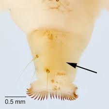 Attēlu rezultāti vaicājumam “Mamestra brassicae exuvia”