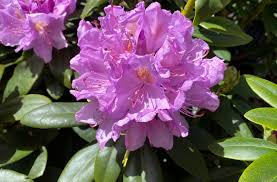 Attēlu rezultāti vaicājumam “Rhododendron catawbiense flower”