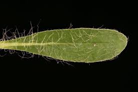 Attēlu rezultāti vaicājumam “Pilosella officinarum leaf”